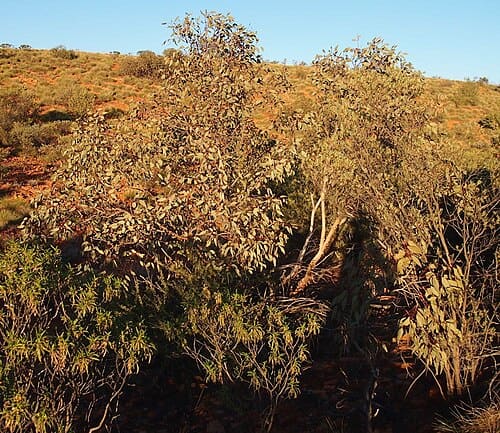 Eucalyptus sessilis