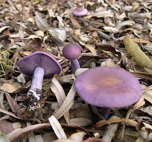 Lepista nuda