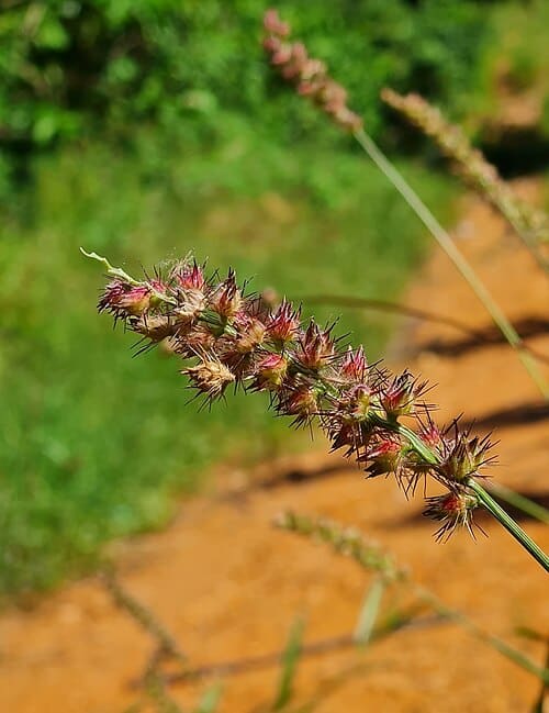 Cenchrus echinatus