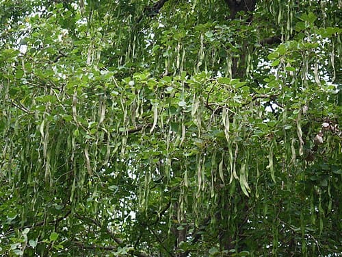 Bauhinia malabarica