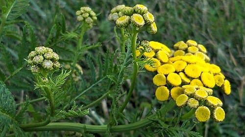 Tanacetum, standing in for Tanacetum bifurcatum
