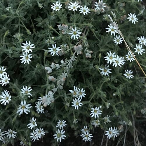 Stellaria dichotoma, standing in for Stellaria dichotoma var. lanceolata