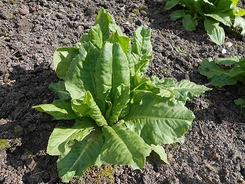 Senecio macrophyllus