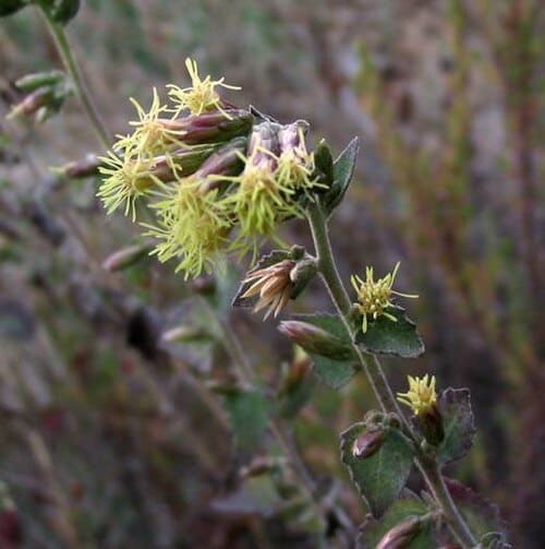Brickellia, standing in for Brickellia arguta