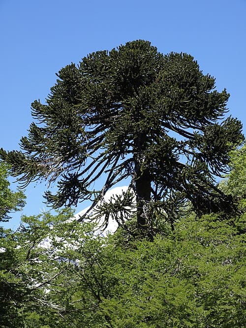 Araucaria, standing in for Araucaria parryi