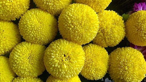 Dolomiaea, standing in for Dolomiaea souliei