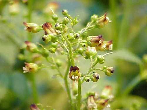 Scrophularia, standing in for Scrophularia oldhamii