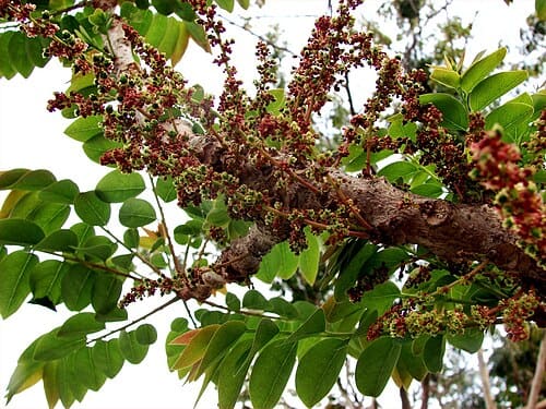 Phyllanthus, standing in for Phyllanthus acuminatus