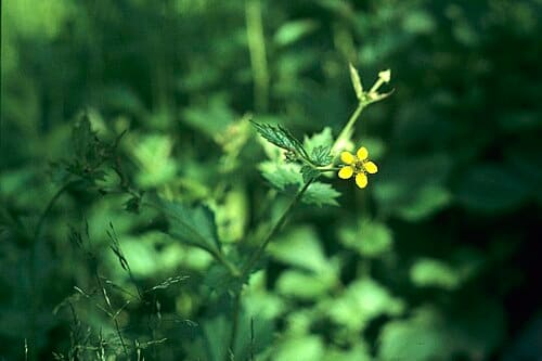 Geum aleppicum