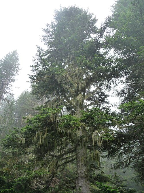 Abies alba