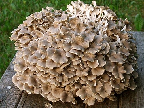 Polyporus umbellatus