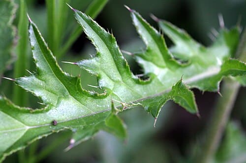 Cirsium japonicum