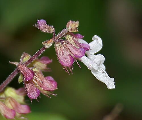 Ocimeae, standing in for Rabdosia adenantha