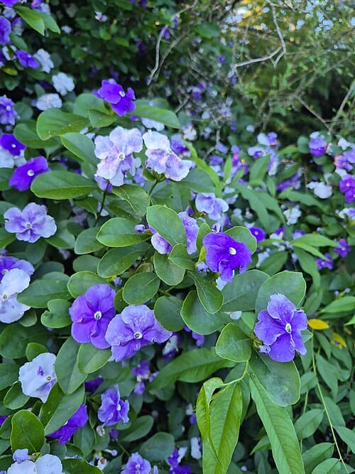 Brunfelsia