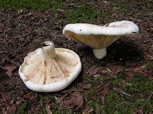Lactarius subvellereus