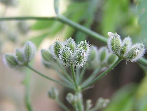 Torilis arvensis