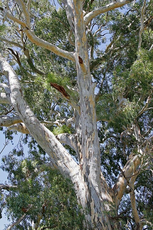 Eucalyptus camaldulensis