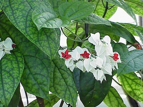 Clerodendrum thomsoniae