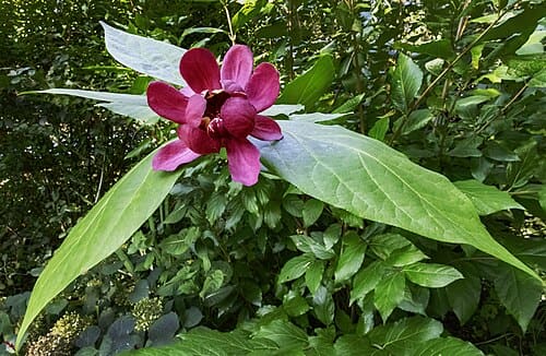 Calycanthus, standing in for Calycanthus nanren
