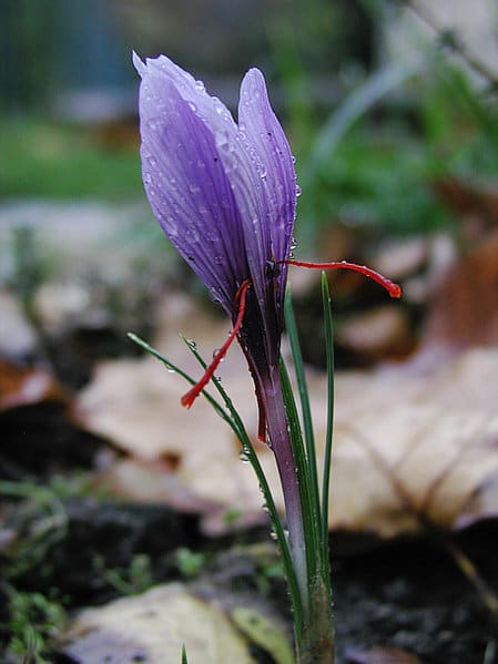 Crocus sativus