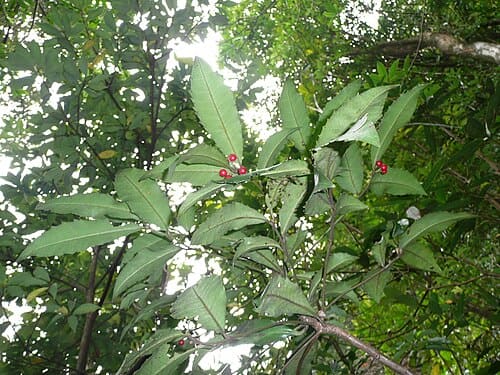 Ardisia cornudentata