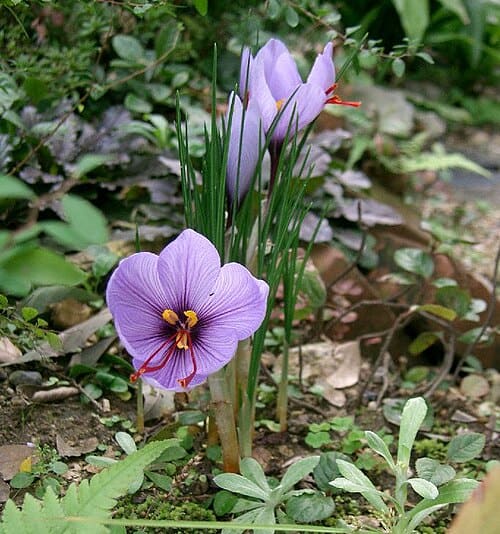 Crocus, standing in for Crocus aureus