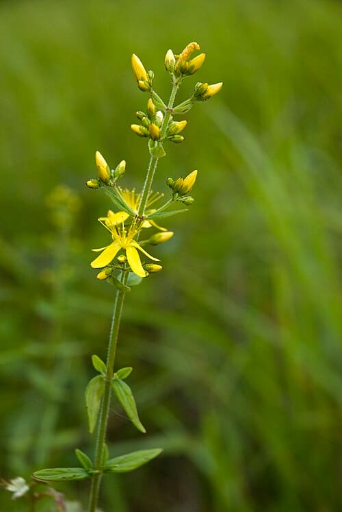 Hypericum hirsutum