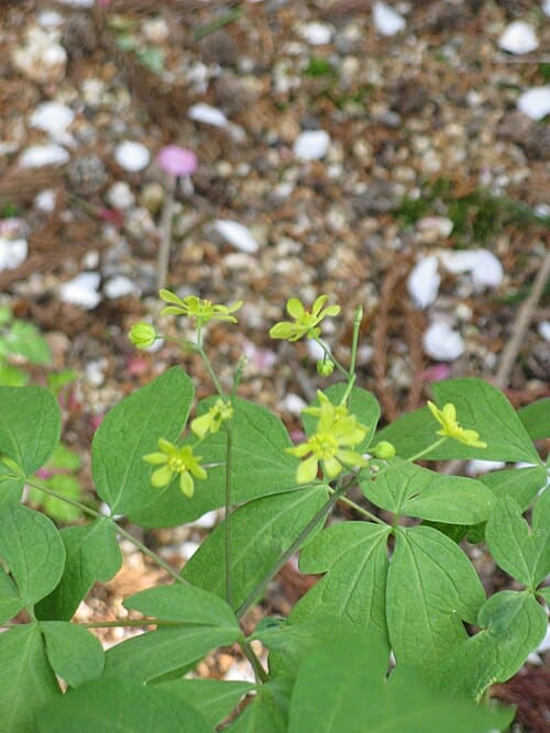 Caulophyllum robustum
