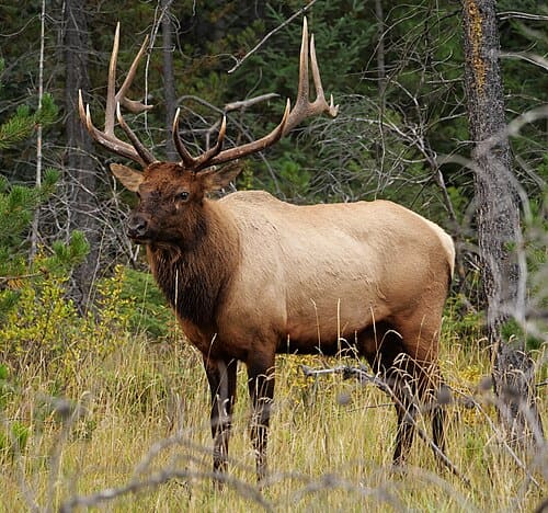 Cervus, standing in for Cervus gelatin