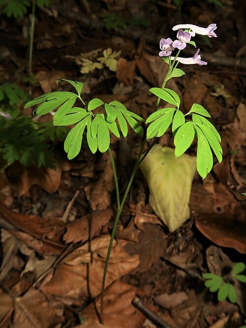 Corydalis decumbens