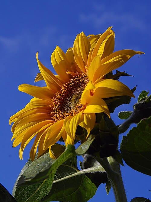 Helianthus annuus