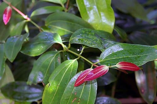 Cinnamomum, standing in for Cinnamomum zeylanicum