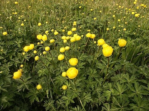 Trollius, standing in for Trollius short-petal