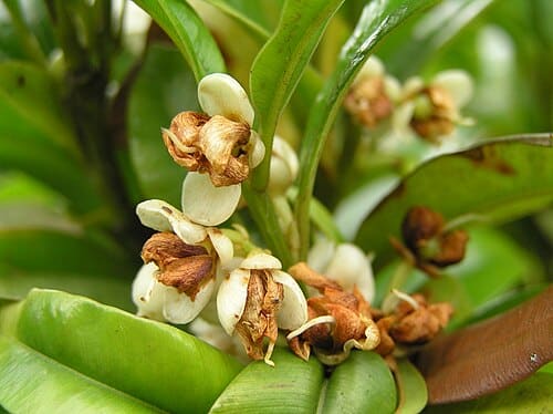 Calophyllum membranaceum