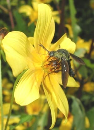 Bidens, standing in for Bidens parviflora