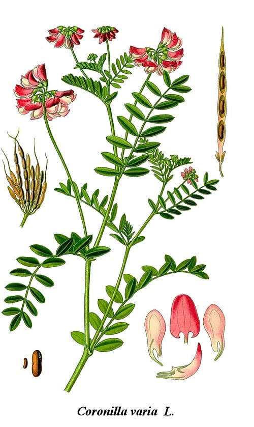 Securigera varia