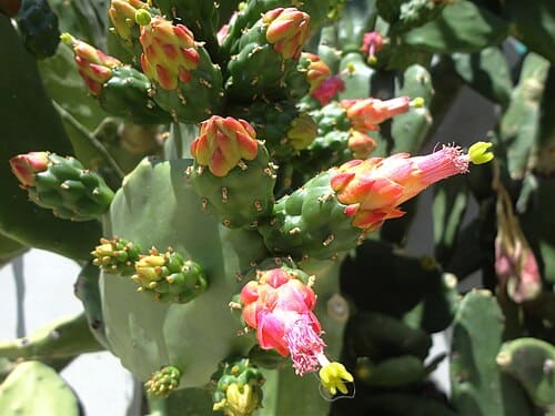 Opuntia cochenillifera
