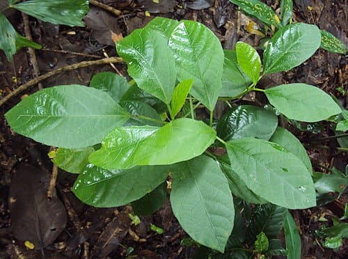 Baliospermum solanifolium