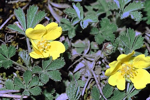 Potentilla, standing in for Potentilla discolor
