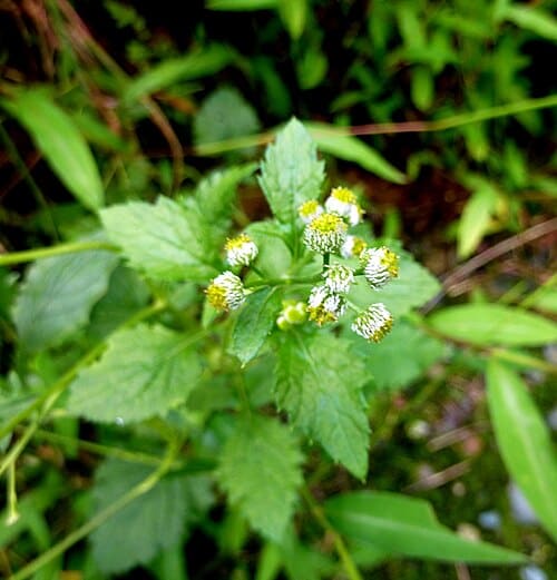 Dichrocephala, standing in for Dichrocephala benthamii