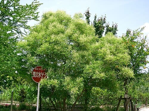 Fraxinus japonica