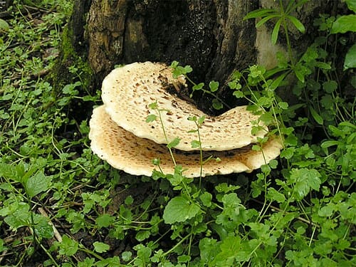 Polyporaceae
