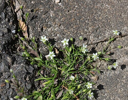 Sagina japonica