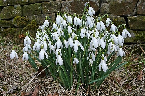 Galanthus nivalis