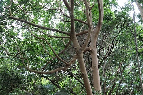 Dysoxylum mollissimum