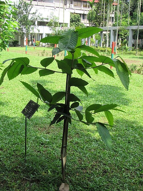 Dipterocarpus turbinatus