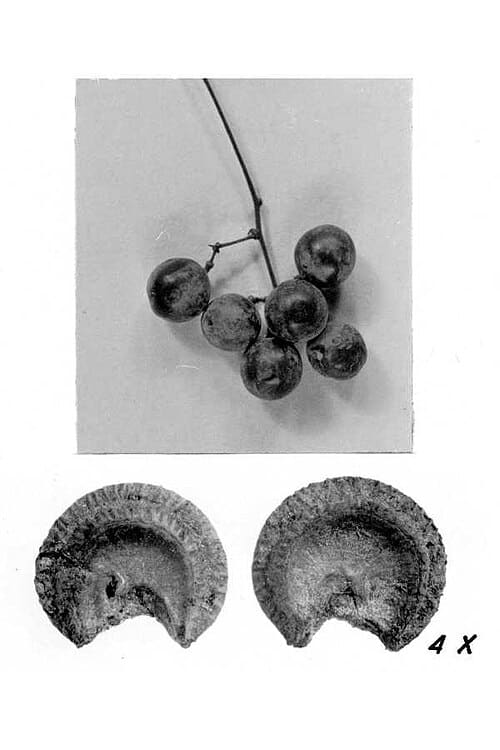 Menispermum, standing in for Menispermum pendulum
