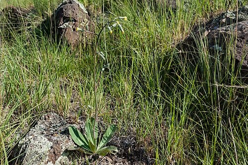 Hieracium fendleri, standing in for Hieracium emeiense