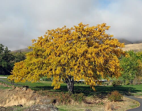 Gleditsia triacanthos