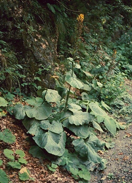 Ligularia, standing in for Ligularia lapathifolia